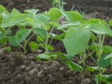 img0014.jpg