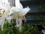 img0016.jpg