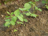 img0011.jpg