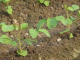 img0014.jpg