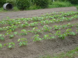 img0001.jpg