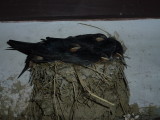 img0004.jpg