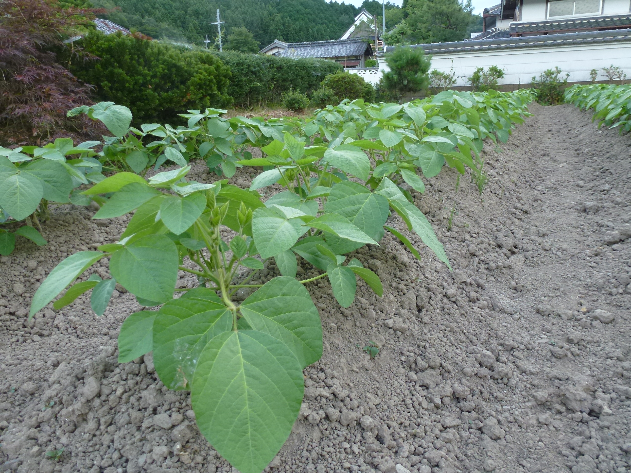 P1050913.JPG