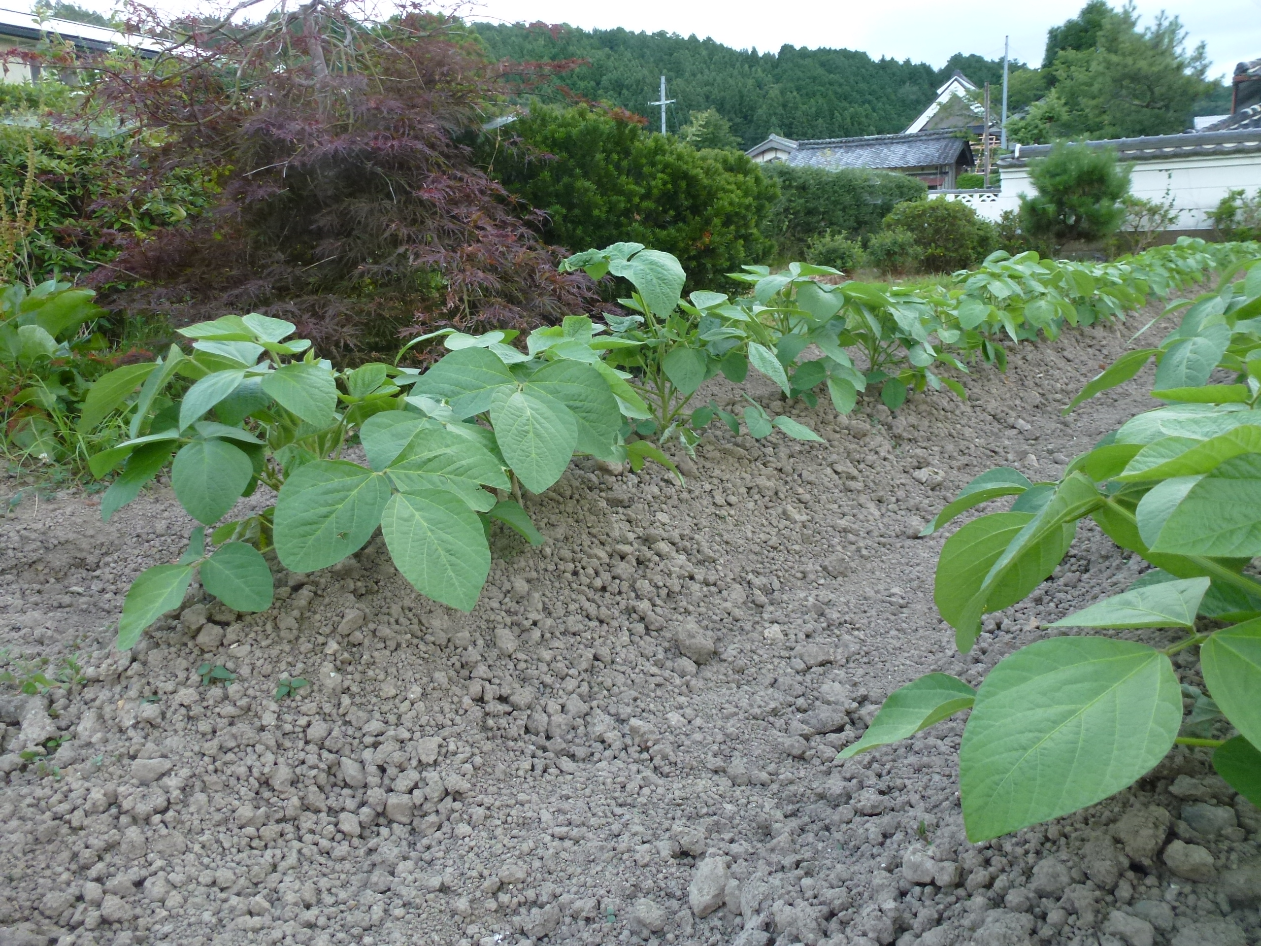 P1050914.JPG