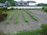 img0002.jpg
