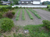 img0006.jpg