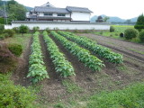 img0009.jpg