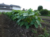 img0011.jpg
