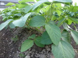 img0013.jpg