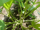 img0000.jpg