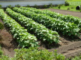 img0006.jpg