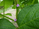 img0001.jpg