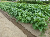 img0003.jpg