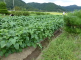 img0004.jpg