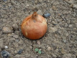 img0006.jpg