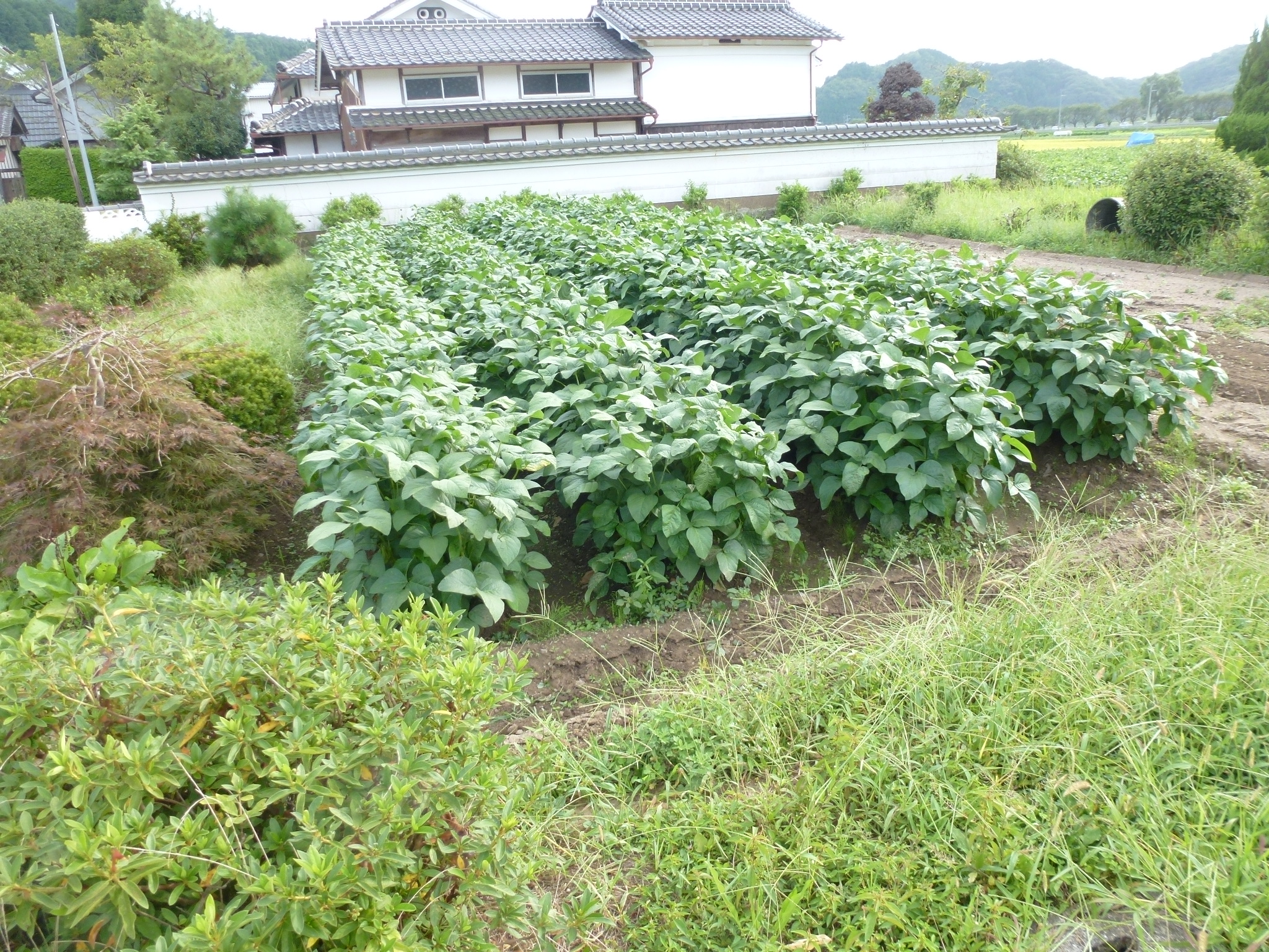 P1060603.JPG