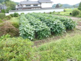 img0009.jpg