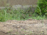 img0010.jpg