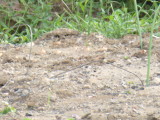img0011.jpg