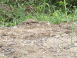 img0012.jpg