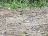 img0013.jpg