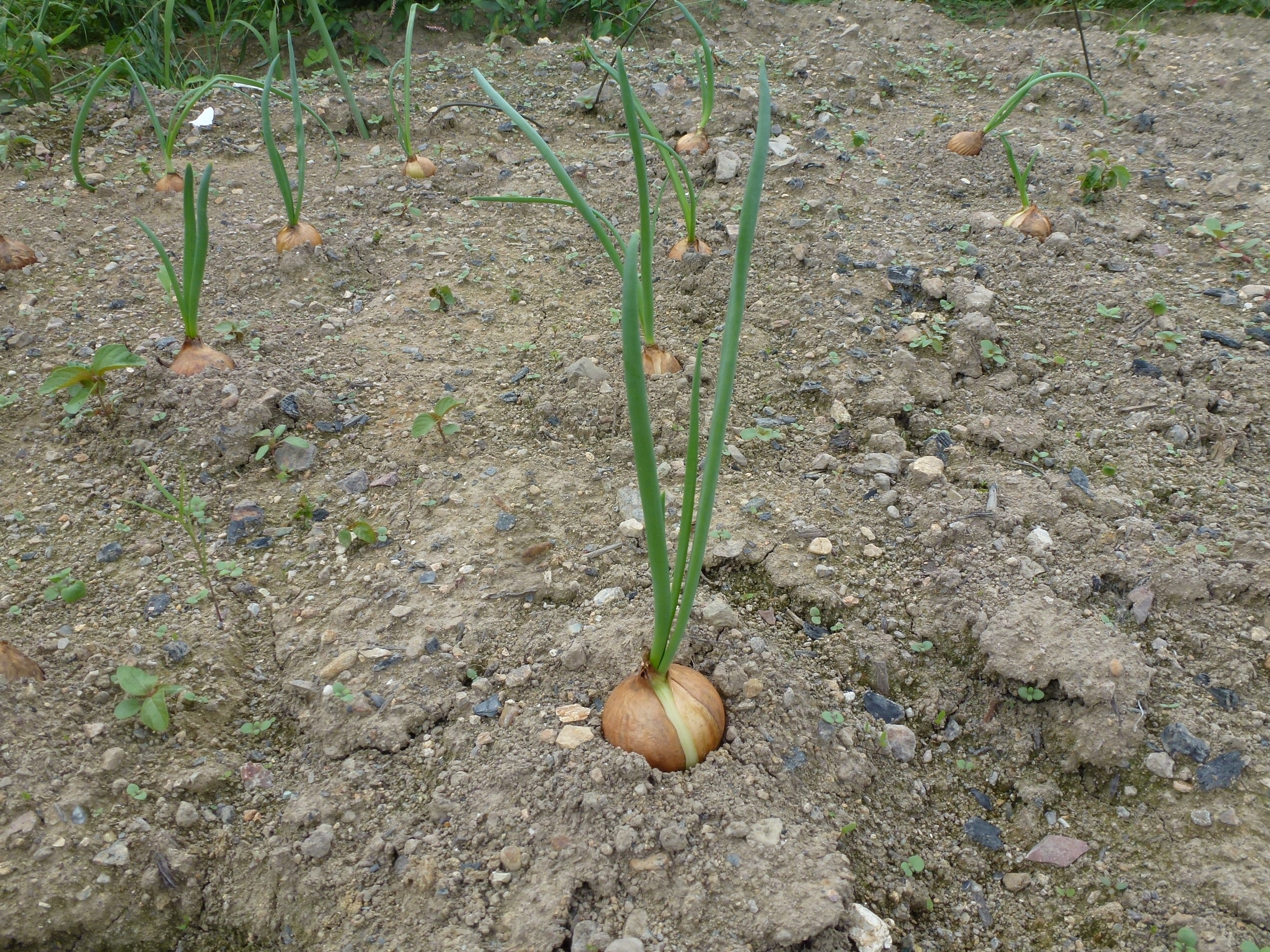 P1060614.JPG