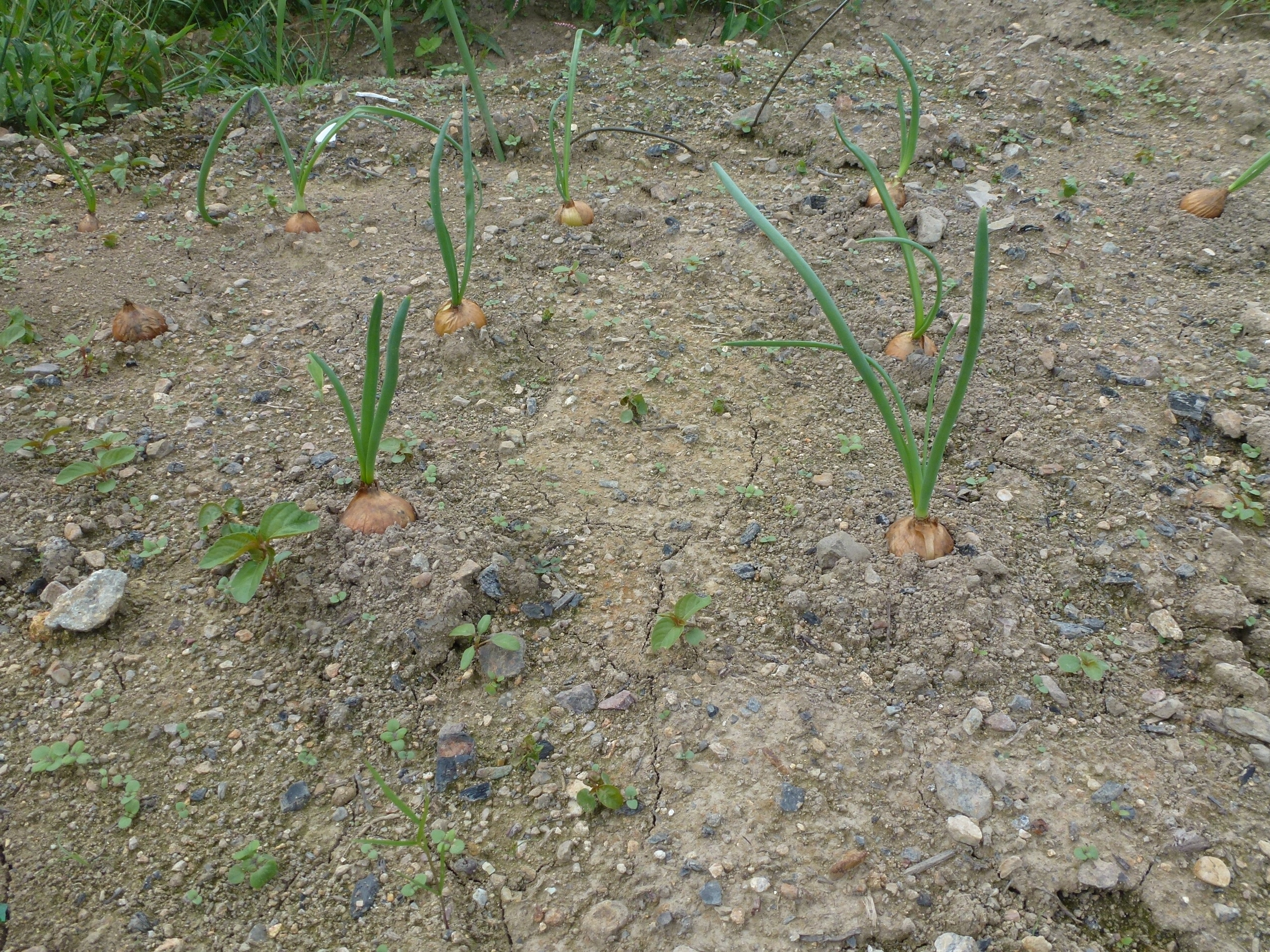 P1060615.JPG