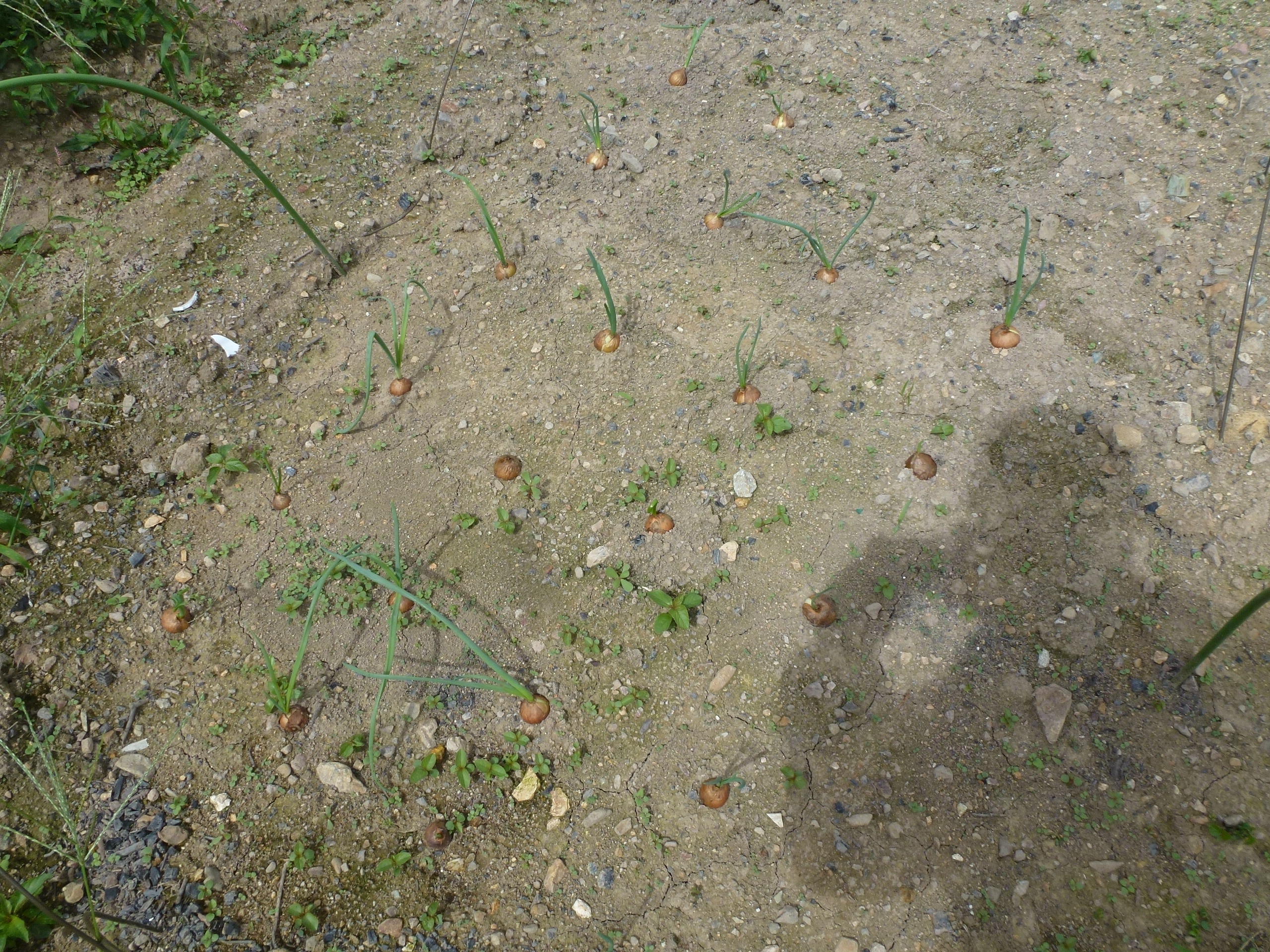 P1060617.JPG