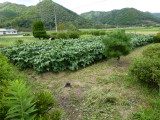 img0006.jpg