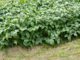 img0007.jpg