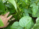 img0009.jpg