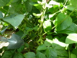img0011.jpg