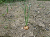 img0013.jpg