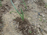 img0018.jpg