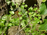 img0004.jpg