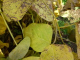 img0037.jpg