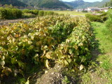 img0039.jpg