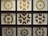 img0017.jpg