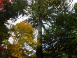 img0051.jpg