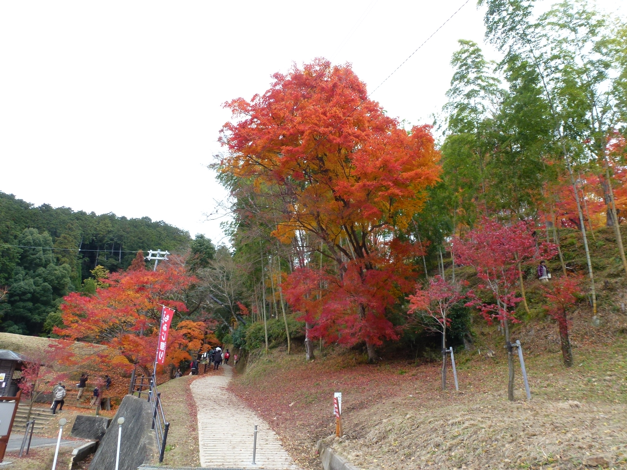 P1080238.JPG