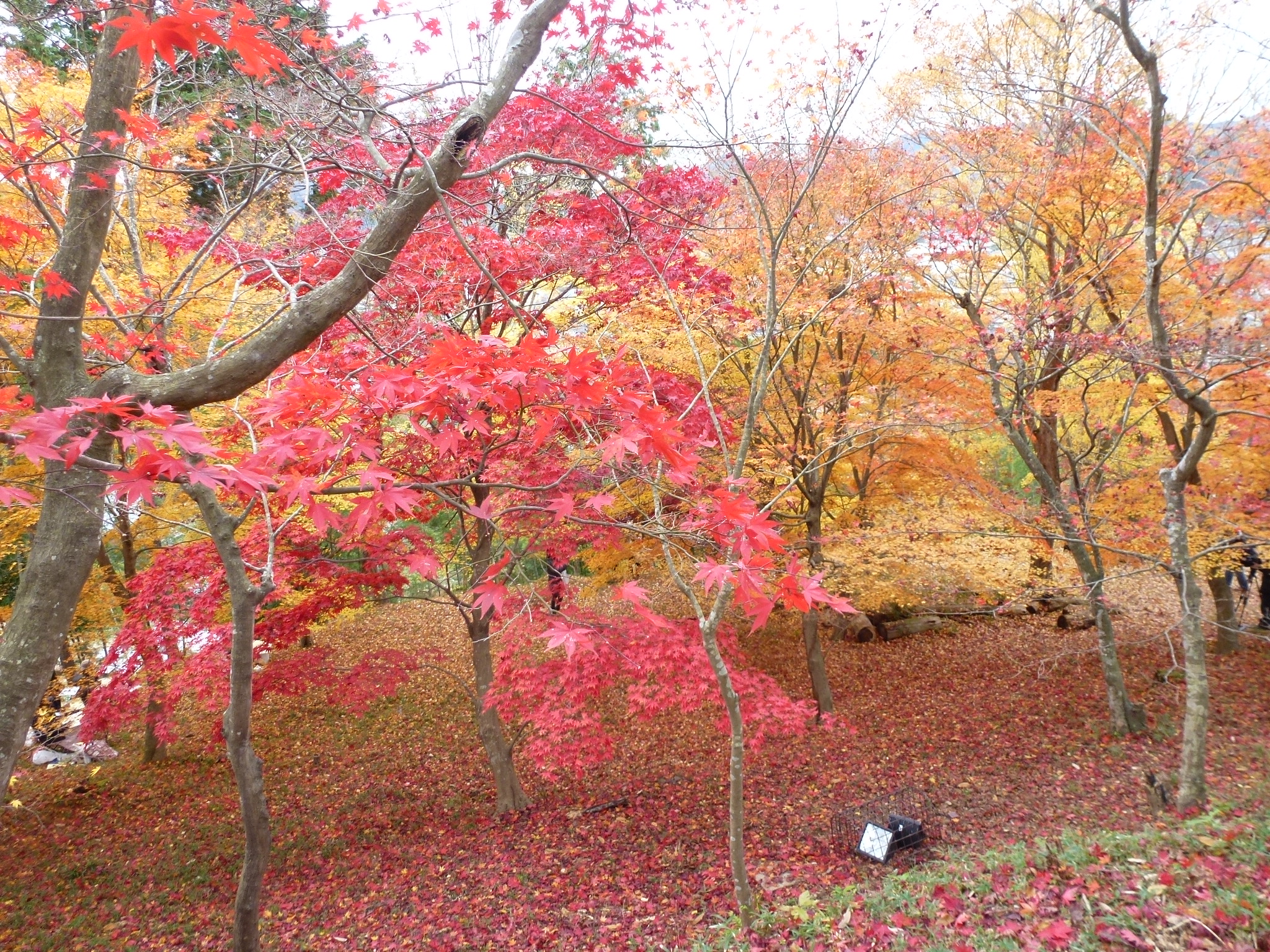 P1080243.JPG