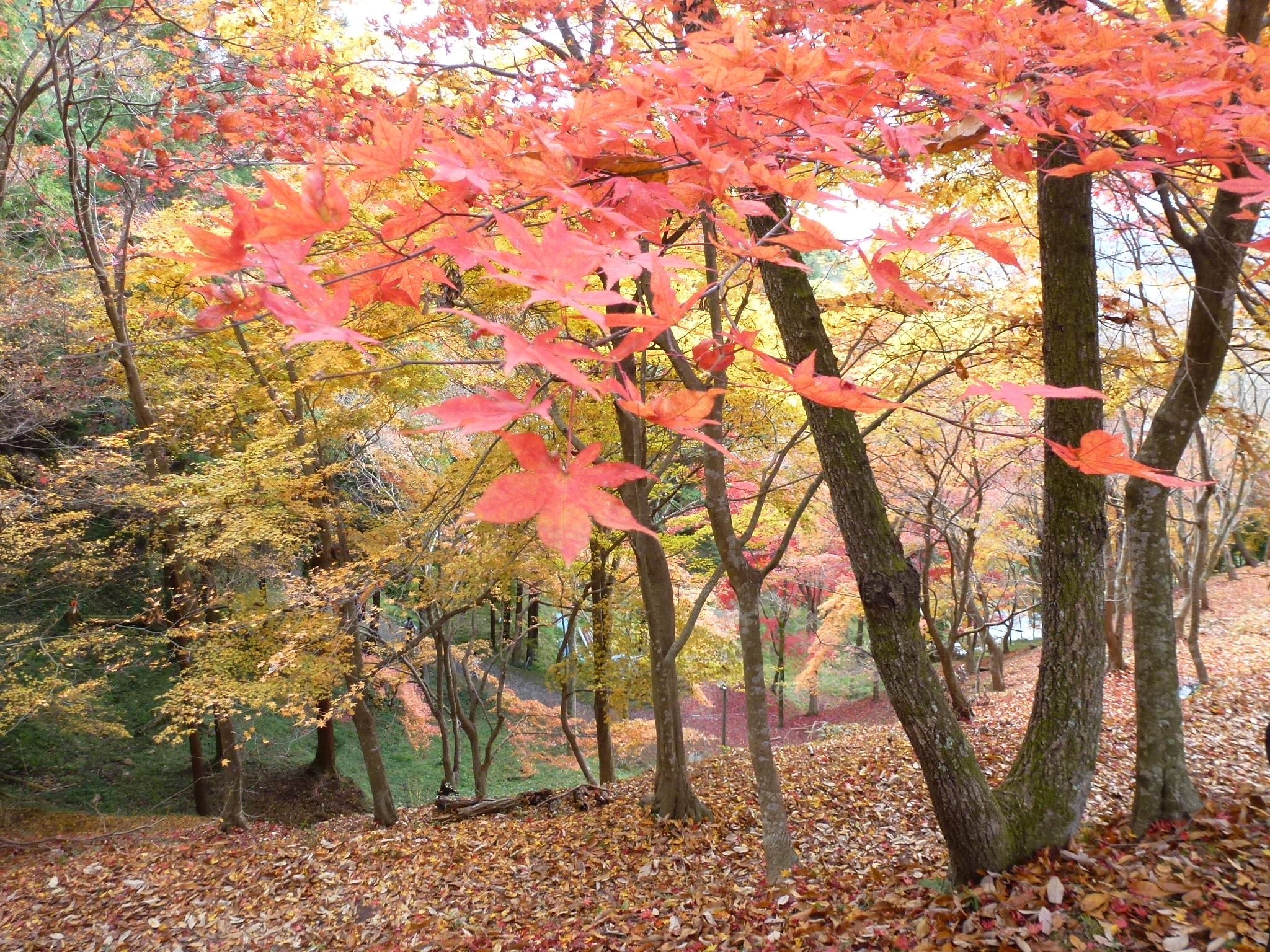 P1080249.JPG