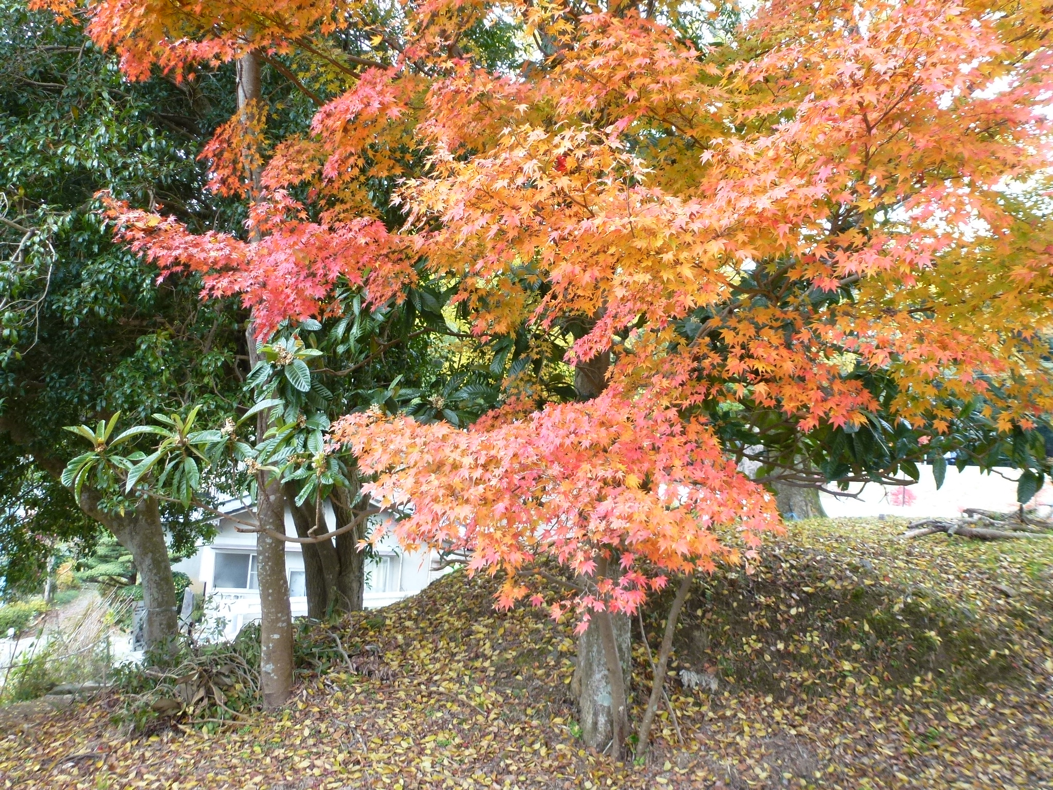 P1080256.JPG