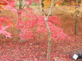 img0006.jpg