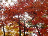 img0009.jpg