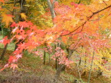 img0016.jpg