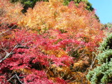 img0001.jpg