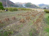 img0009.jpg