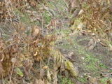 img0010.jpg