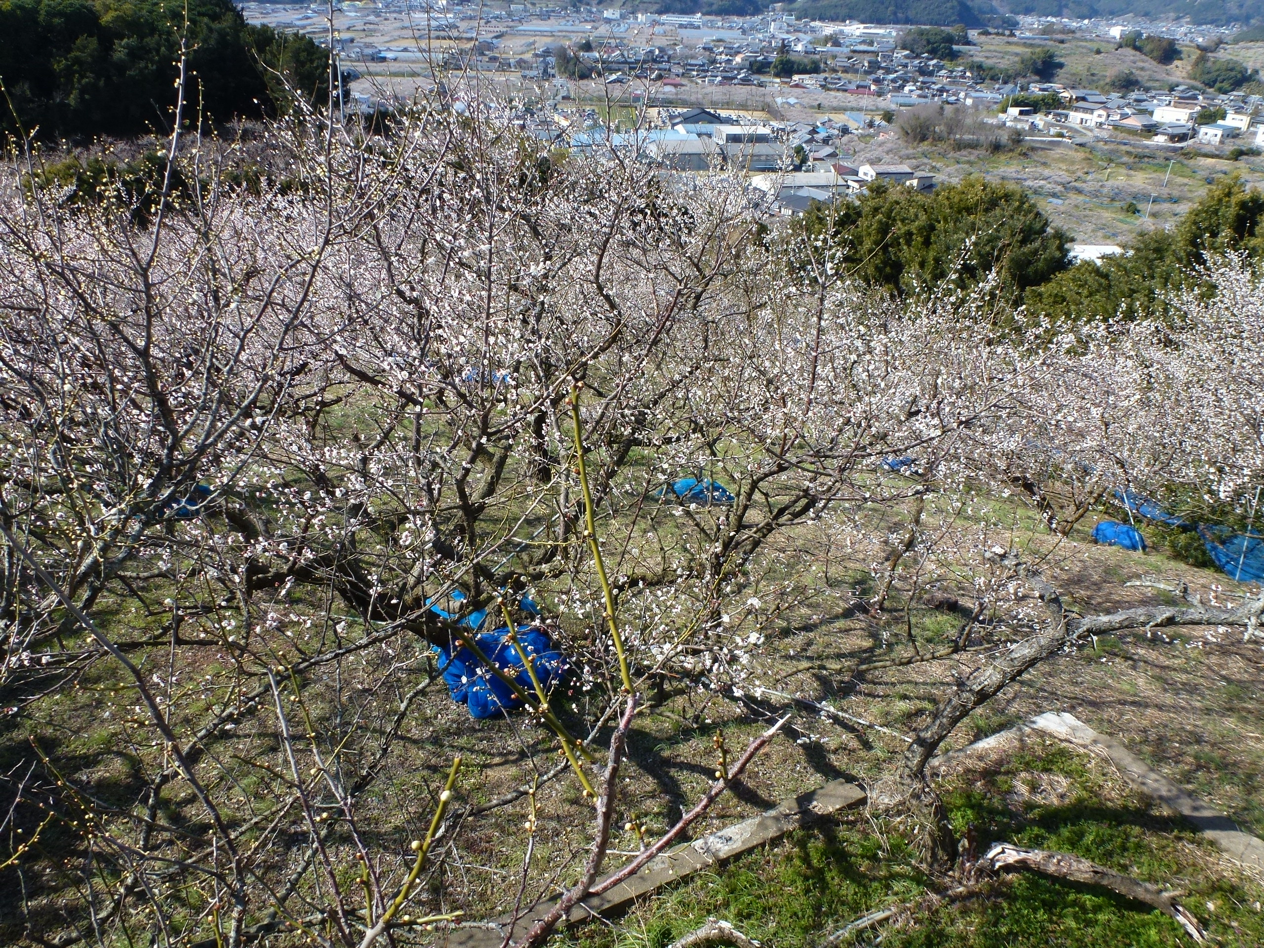 P1090649.JPG